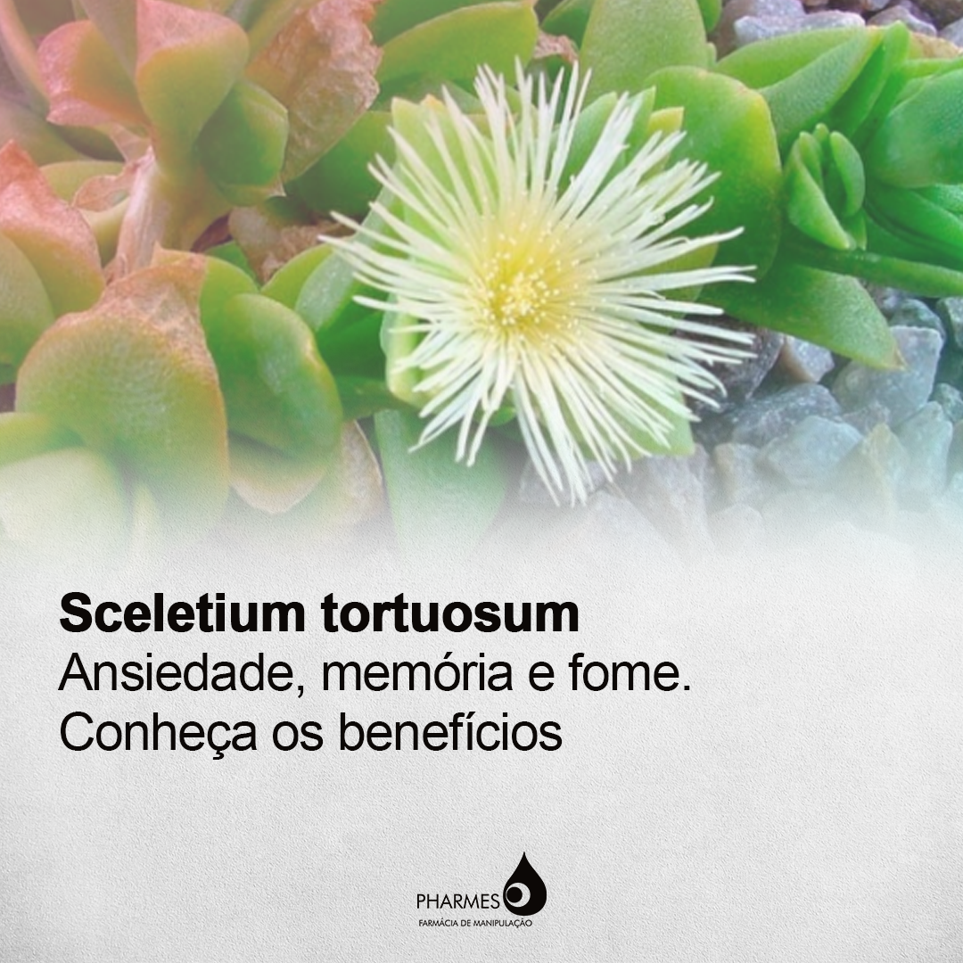 sceletium-tortuosum